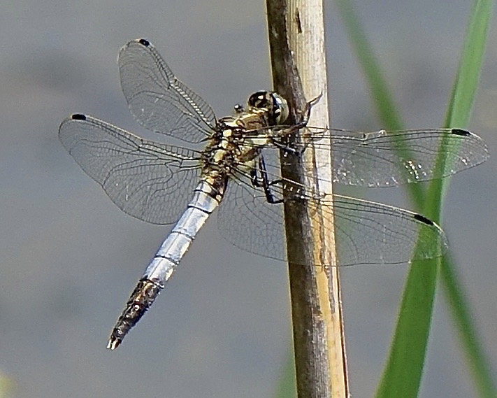 white-tailed skimmer
